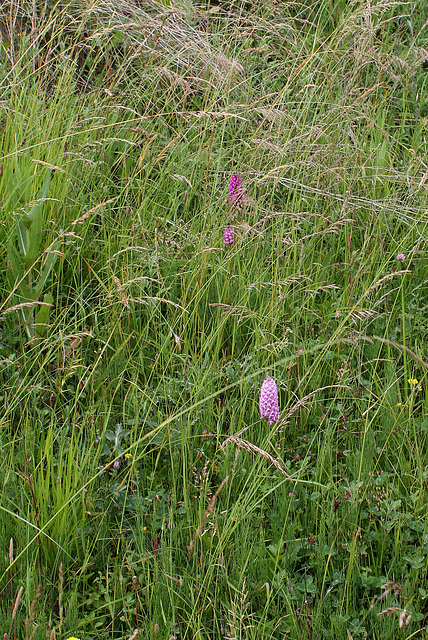Station à Anacamptis pyramidalis (3)