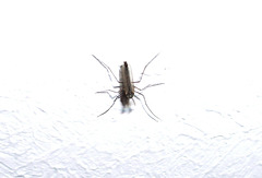 A male mosquito - about to die