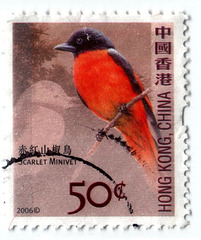 Scarlet Minivet