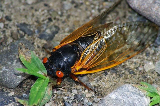 Cicada On Ground