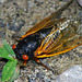 Cicada On Ground