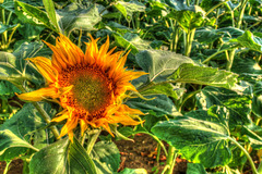 Tournesol 1 tonemapped 576REDIM