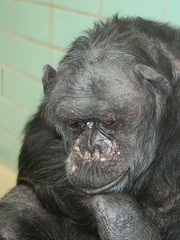 Schimpansenmann Moritz (Wilhelma)