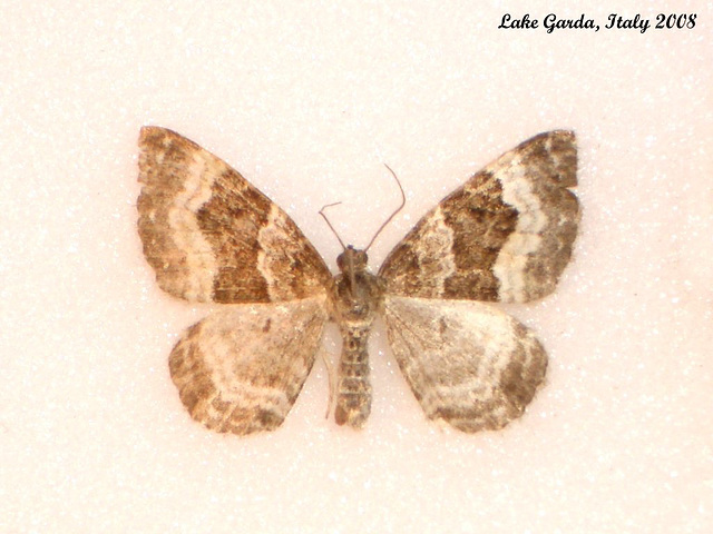 IG023 Epirrhoe alternata (Common Carpet)