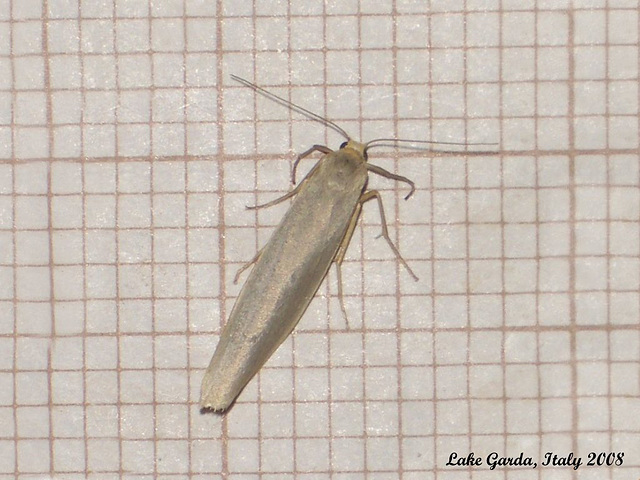 IG022 Eilema caniola (Hoary Footman)