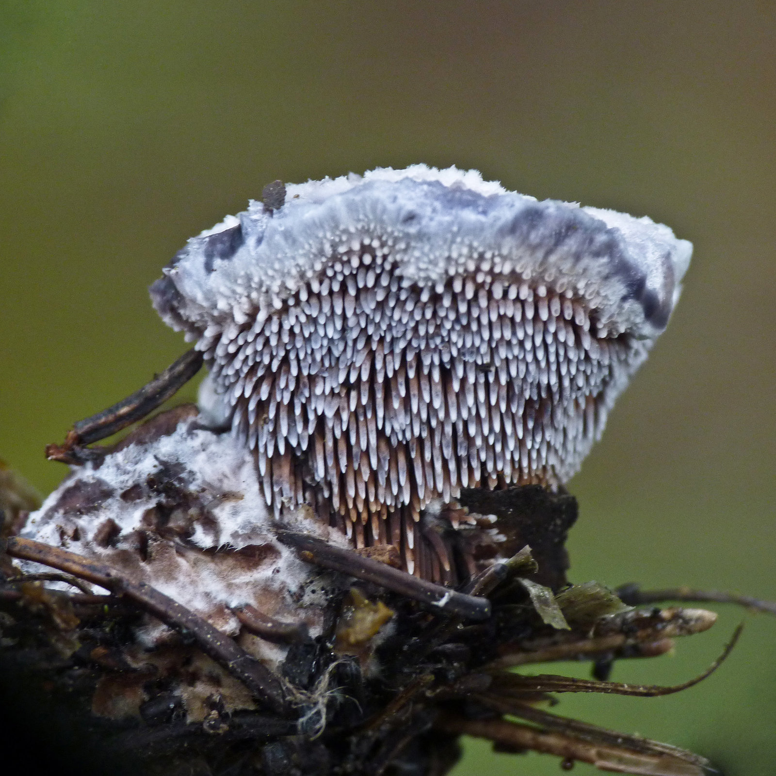 Toothed fungus / Hydnellum caeruleum