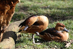 Gelbe Pfeifgänse (Wilhelma)