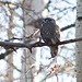 Northern Pygmy-owl with Meadow Vole, false eyes on back of head