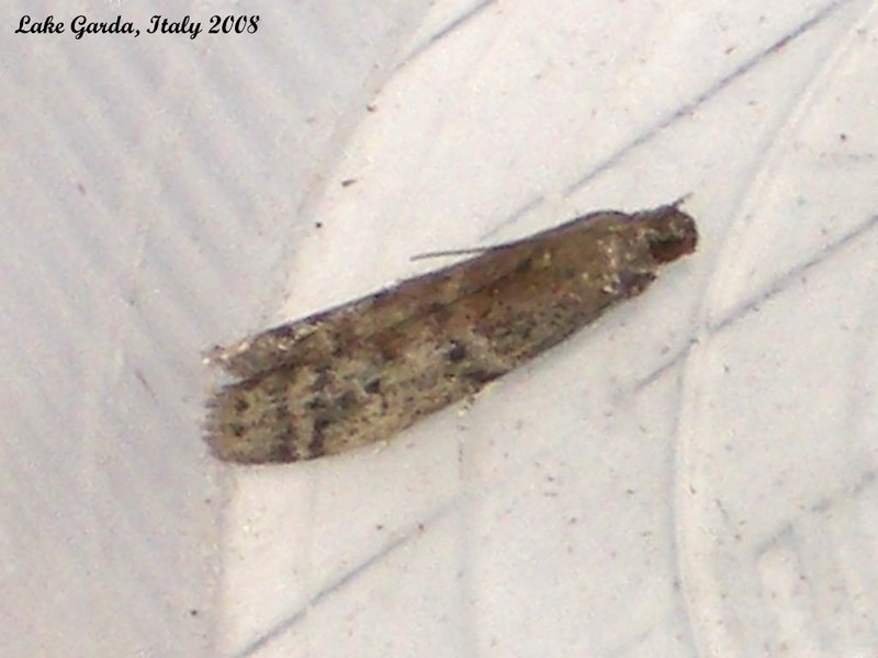 IG014  Ephestia welseriella