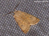 IG009 Agrotis cinerea (Light Feathered Rustic)