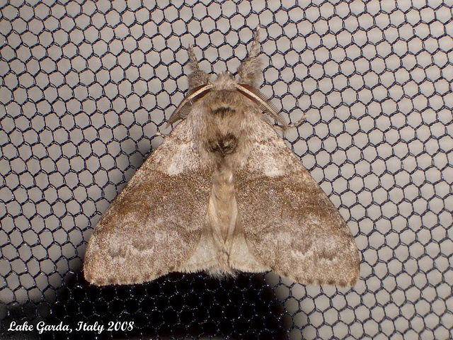 IG008 Calliteara pudibunda (Pale Tussock)