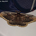 IG007 Saturnia pyri (Great Peacock Moth)