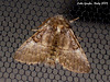 IG005 Colocasia coryli (Nut-tree Tussock)