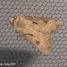 IG003 Agrotis exclamationis (Heart & Dart)