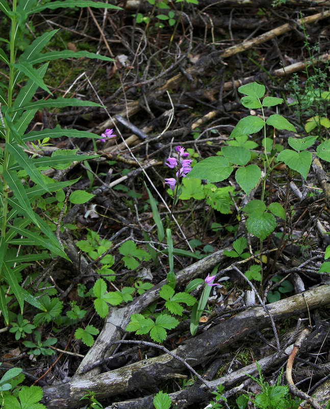 Céphalanthère rouge dans son milieu (6)