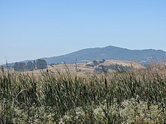 Petaluma Marsh Wildlife Area