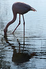 Flamingo (Wilhelma)