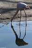 Flamingo (Wilhelma)