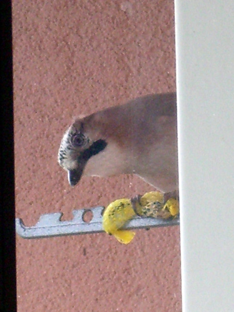 A Jaybird munching