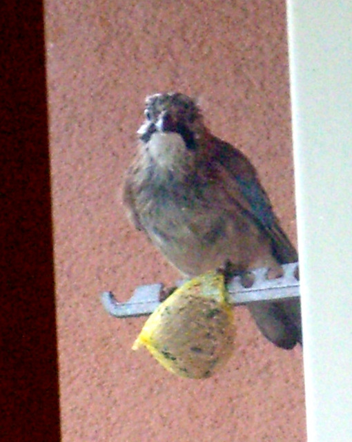 Wet Jaybird