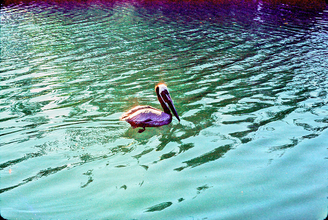 19-pelican-r_adj
