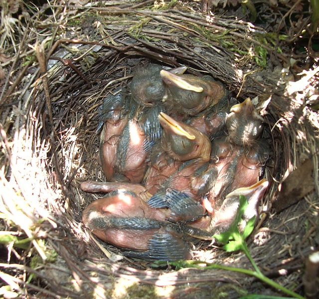 Blackbird offspring - Turbo metabolism at work