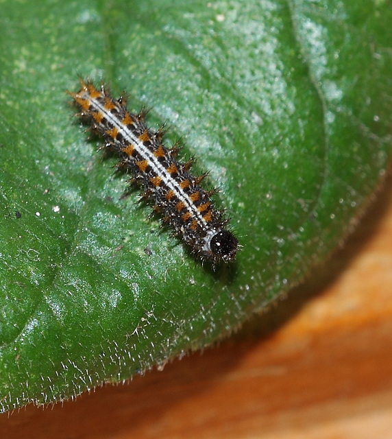 Silver Washed Fritillary (Argynnis paphia) caterpillar, third instar