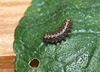 Silver Washed Fritillary (Argynnis paphia) caterpillar, third instar