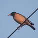 20080408-0103 Rosy starling (moulting into breeding plumage)