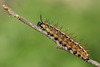 Silver Washed Fritillary (Argynnis paphia) caterpillar, fifth instar