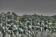 Tournesol 2-2 tonemapped