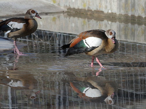 Nilgänse (Wilhelma)