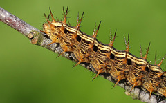 Silver Washed Fritillary (Argynnis paphia) caterpillar, fifth instar