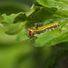 Japanese oak silkmoth (Antheraea yamamai) caterpillar, first instar