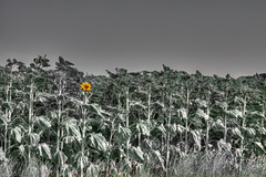Tournesol 2-2 tonemapped 578REDIM