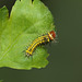 Japanese oak silkmoth (Antheraea yamamai) caterpillar, first instar