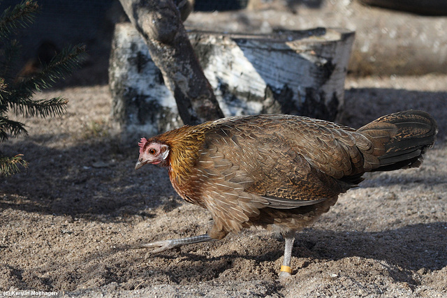 Bankivahuhn - Henne (Wilhelma)