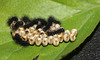 Emperor moth (Saturnia pavonia) caterpillars, first instar