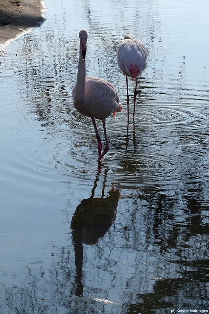 Flamingos (Wilhelma)