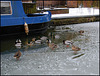 ducks on the icy canal