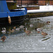 ducks on the icy canal
