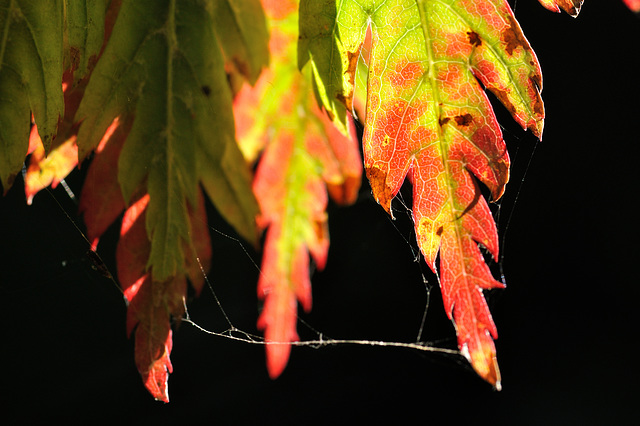 autumn