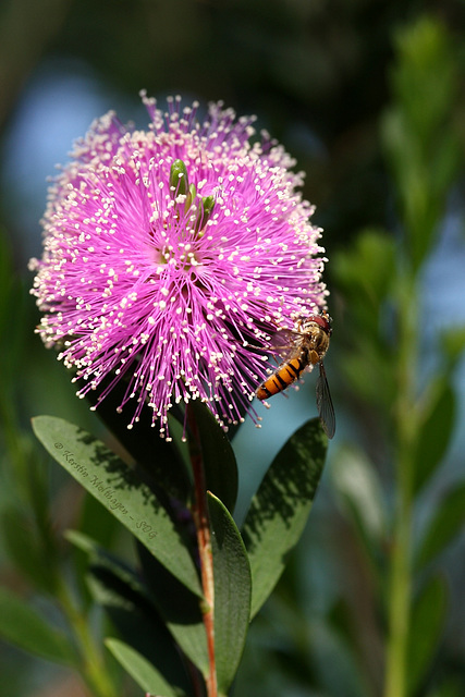 Von Blüten und Bienen... äh... Schwebfliegen (Wilhelma)