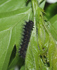 Emperor moth (Saturnia pavonia) caterpillar, second instar