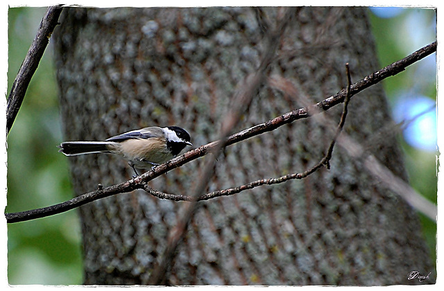 Chickadee