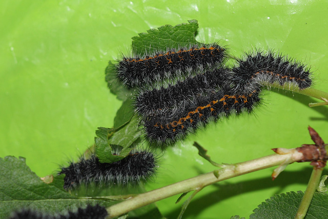 Emperor moth (Saturnia pavonia) caterpillars, third instar