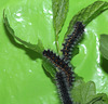 Emperor moth (Saturnia pavonia) caterpillars, third instar