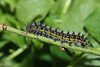 Emperor moth (Saturnia pavonia) caterpillar, fourth instar