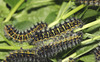 Emperor moth (Saturnia pavonia) caterpillars, fourth instar