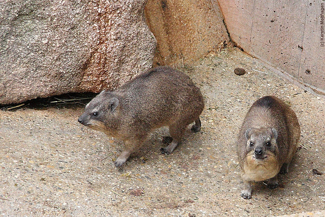 Wer ist hier neugierig? (Wilhelma)